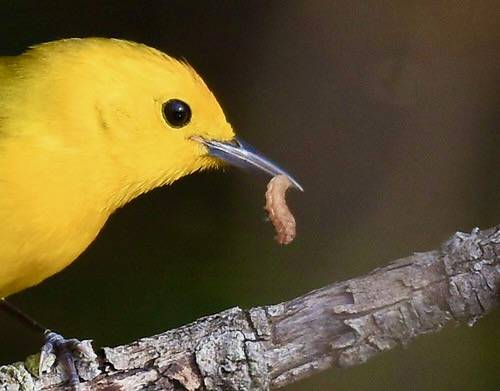 Prothonotary Warbler with interesting larvae (Henry's Elfin?) by Wildreturn is licensed under CC BY 2.0.